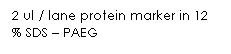 文字方塊: 2 ul / lane protein marker in 12 % SDS – PAEG
